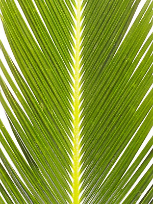 포토 JPG 스튜디오촬영 식물 계절 잎 자연 생명 실내 근접촬영 사람없음 라이프 봄 국내포토 뷰포인트 내부 생활 생태계 파일형식