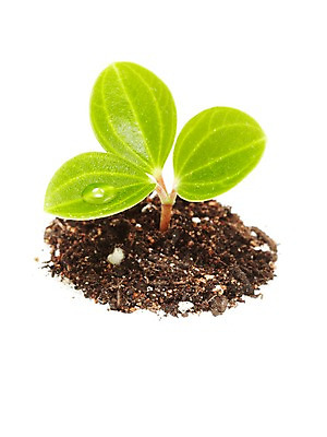 포토 JPG 스튜디오촬영 식물 계절 잎 자연 생명 실내 사람없음 라이프 새싹 흙 봄 국내포토 내부 생활 생태계 파일형식