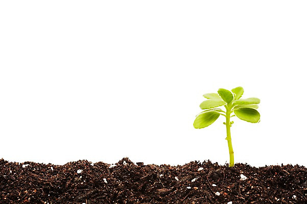 포토 JPG 스튜디오촬영 식물 계절 잎 자연 생명 실내 사람없음 라이프 흙 봄 원예식물 장미허브 국내포토 내부 생활 허브 생태계 파일형식