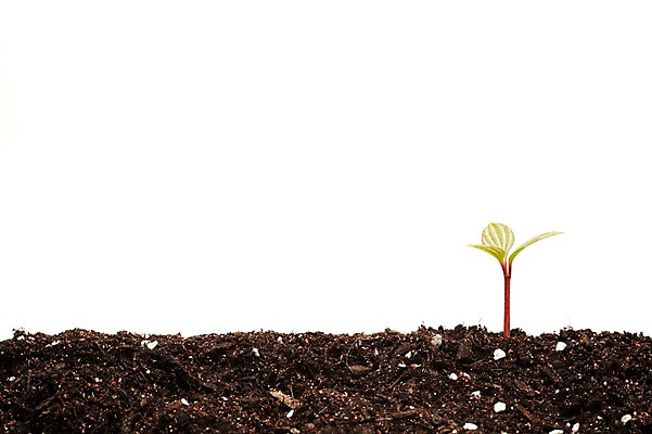 포토 JPG 스튜디오촬영 식물 계절 잎 자연 생명 실내 사람없음 라이프 흙 봄 원예식물 줄리아페페 국내포토 내부 생활 생태계 파일형식