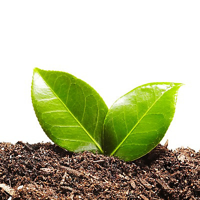 포토 JPG 스튜디오촬영 식물 계절 잎 자연 생명 실내 사람없음 라이프 흙 봄 국내포토 내부 생활 생태계 파일형식