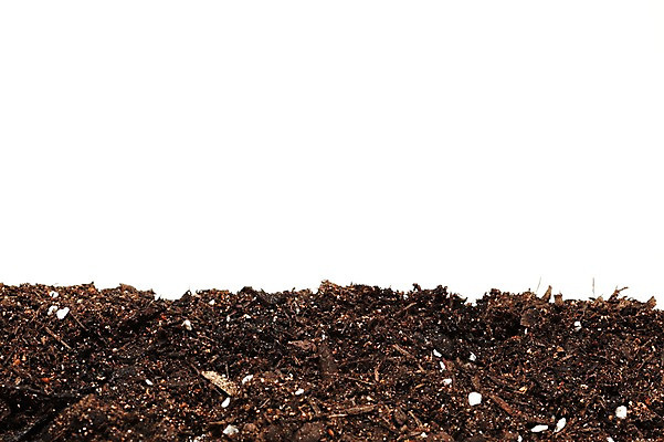 포토 JPG 스튜디오촬영 식물 계절 자연 생명 실내 사람없음 라이프 흙 봄 국내포토 내부 생활 생태계 파일형식