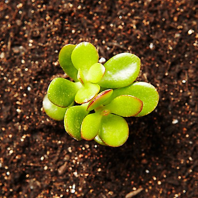 포토 JPG 스튜디오촬영 식물 계절 화초 자연 생명 실내 사람없음 라이프 흙 봄 다육식물 국내포토 내부 생활 생태계 파일형식