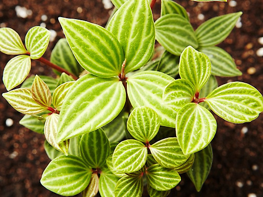 포토 JPG 스튜디오촬영 식물 계절 화초 자연 생명 실내 사람없음 라이프 흙 봄 원예식물 줄리아페페 국내포토 내부 생활 생태계 파일형식