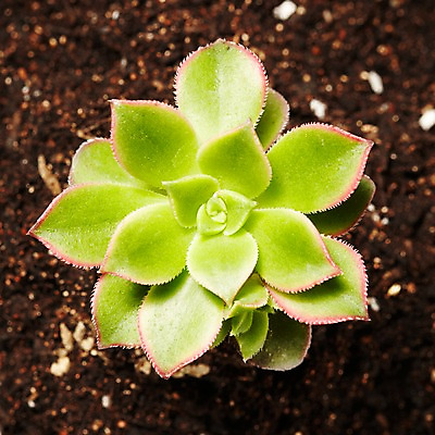 포토 JPG 스튜디오촬영 식물 계절 화초 자연 생명 실내 사람없음 라이프 흙 봄 까라솔 다육식물 국내포토 내부 생활 생태계 파일형식