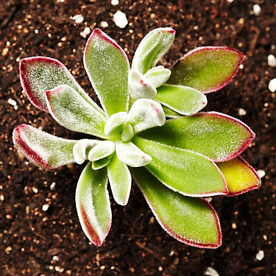 포토 JPG 스튜디오촬영 식물 계절 화초 자연 생명 실내 사람없음 라이프 흙 봄 다육식물 국내포토 내부 생활 생태계 파일형식