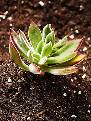 포토 JPG 스튜디오촬영 식물 계절 화초 자연 생명 실내 사람없음 라이프 흙 봄 다육식물 국내포토 내부 생활 생태계 파일형식