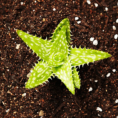 포토 JPG 스튜디오촬영 식물 계절 화초 자연 생명 실내 사람없음 라이프 흙 봄 다육식물 국내포토 내부 생활 생태계 파일형식