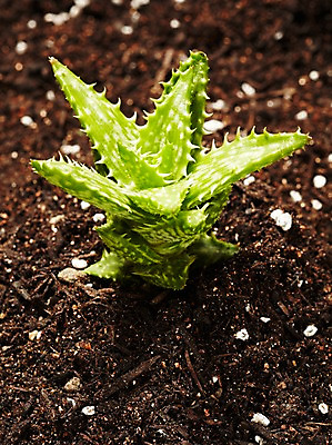 포토 JPG 스튜디오촬영 식물 계절 화초 자연 생명 실내 사람없음 라이프 흙 봄 다육식물 국내포토 내부 생활 생태계 파일형식