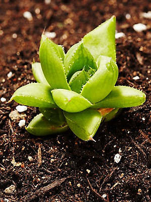 포토 JPG 스튜디오촬영 식물 계절 화초 자연 생명 실내 사람없음 라이프 흙 봄 다육식물 옵투샤 국내포토 내부 생활 생태계 파일형식