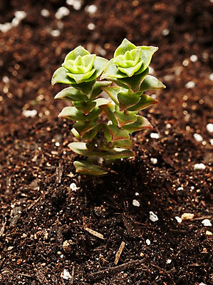 포토 JPG 스튜디오촬영 식물 계절 화초 자연 생명 실내 사람없음 라이프 흙 봄 다육식물 루페스트 국내포토 내부 생활 생태계 파일형식