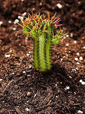 포토 JPG 스튜디오촬영 식물 계절 화초 자연 생명 선인장 실내 사람없음 라이프 흙 봄 다육식물 홍채각 국내포토 내부 생활 생태계 파일형식