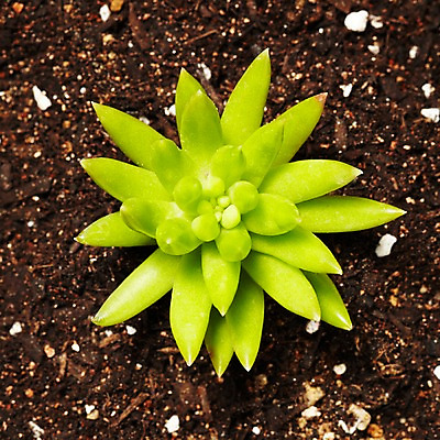 포토 JPG 스튜디오촬영 식물 계절 화초 자연 생명 실내 사람없음 라이프 흙 봄 다육식물 국내포토 내부 생활 생태계 파일형식