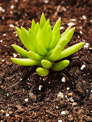 포토 JPG 스튜디오촬영 식물 계절 화초 자연 생명 실내 사람없음 라이프 흙 봄 다육식물 국내포토 내부 생활 생태계 파일형식