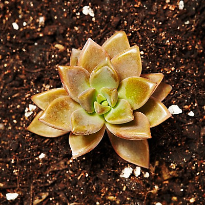 포토 JPG 스튜디오촬영 식물 계절 화초 자연 생명 실내 사람없음 라이프 흙 봄 다육식물 프리티 국내포토 내부 생활 생태계 파일형식