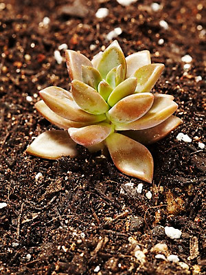 포토 JPG 스튜디오촬영 식물 계절 화초 자연 생명 실내 사람없음 라이프 흙 봄 다육식물 프리티 국내포토 내부 생활 생태계 파일형식