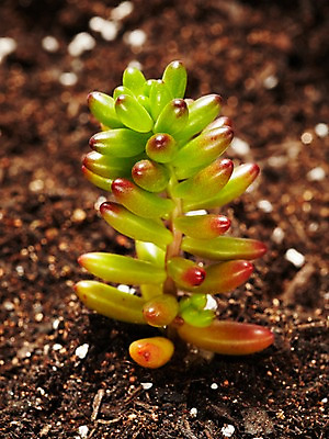 포토 JPG 스튜디오촬영 식물 계절 화초 자연 생명 실내 사람없음 라이프 흙 봄 다육식물 홍옥 국내포토 내부 생활 사과 생태계 파일형식