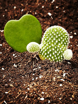 포토 JPG 스튜디오촬영 식물 계절 화초 자연 생명 선인장 실내 사람없음 라이프 흙 봄 백도선 하트선인장 하트호야 국내포토 내부 생활 생태계 다육식물 파일형식