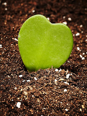 포토 JPG 스튜디오촬영 식물 계절 화초 자연 생명 선인장 실내 사람없음 라이프 흙 봄 하트선인장 하트호야 국내포토 내부 생활 생태계 다육식물 파일형식