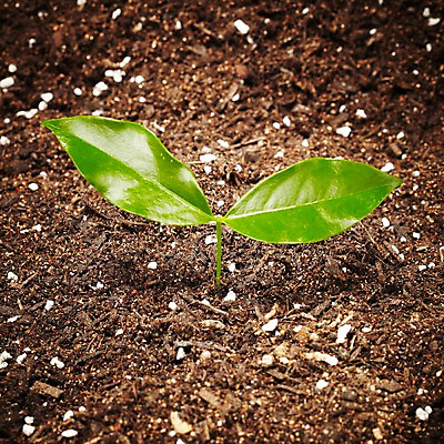 포토 JPG 스튜디오촬영 식물 계절 화초 잎 자연 생명 실내 사람없음 라이프 새싹 흙 봄 국내포토 내부 생활 생태계 파일형식