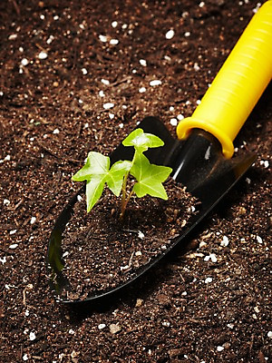 포토 JPG 스튜디오촬영 식물 계절 화초 잎 자연 생명 실내 사람없음 라이프 새싹 흙 봄 담쟁이덩굴 모종삽 아이비 국내포토 내부 생활 덩굴 삽 생태계 파일형식