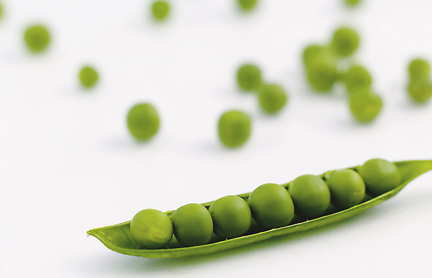 포토 JPG 스튜디오촬영 음식 다수 식재료 콩 곡류 실내 사람없음 초록색 농작물 여러개 껍질 완두콩 잡곡 국내포토 컬러 농업 내부 파일형식