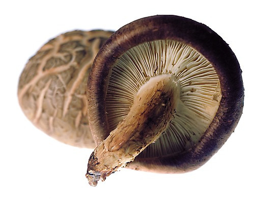 포토 JPG 스튜디오촬영 음식 식재료 실내 사람없음 농작물 버섯 두개 식용버섯 표고버섯 국내포토 2 농업 내부 파일형식