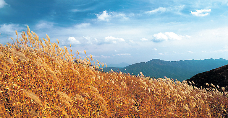 포토 JPG 구름 컬러 자연 하늘 산 한국 파노라마 풍경 사람없음 야외 맑음 경상도 경상남도 상쾌 억새 밀양 사자평 억새밭 천황산 국내포토 자연요소 식물 감정 아시아 날씨 촬영기법 생태계 파일형식