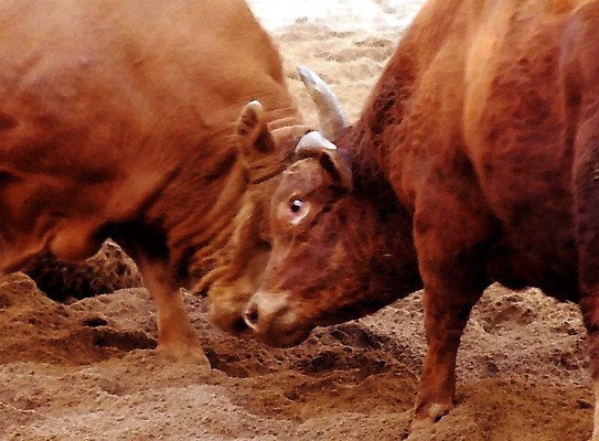 포토 JPG 동물 한국전통 모래 두마리 이벤트 경기 사람없음 축제 전통놀이 가축 소 황소 싸움 민속 전통행사 소싸움 세시풍속 국내포토 전통 스포츠 2 포유류 모션 놀이 한국 파일형식
