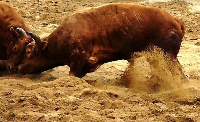 포토 JPG 동물 한국전통 모래 두마리 이벤트 경기 사람없음 축제 전통놀이 가축 소 황소 싸움 민속 전통행사 소싸움 세시풍속 국내포토 전통 스포츠 2 포유류 모션 놀이 한국 파일형식