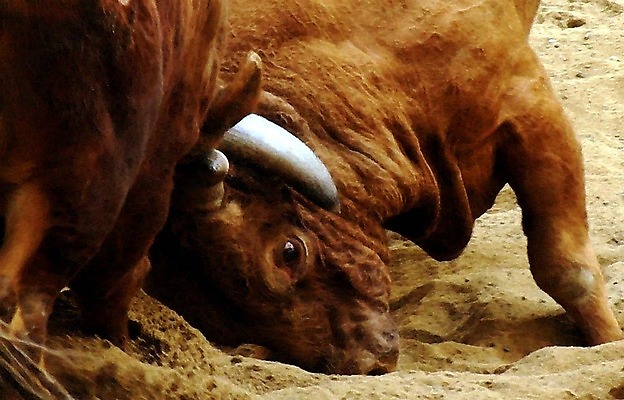 포토 JPG 동물 한국전통 모래 두마리 뿔 이벤트 경기 사람없음 축제 전통놀이 가축 소 황소 싸움 민속 소뿔 전통행사 소싸움 세시풍속 국내포토 전통 스포츠 2 포유류 모션 놀이 한국 파일형식