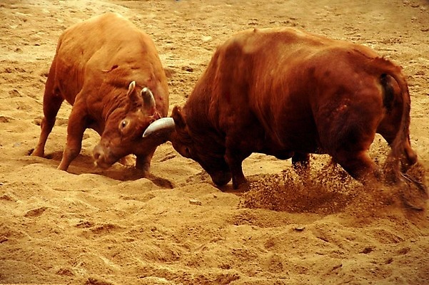 포토 JPG 동물 한국전통 모래 두마리 이벤트 경기 사람없음 축제 전통놀이 가축 소 황소 싸움 민속 전통행사 소싸움 세시풍속 국내포토 전통 스포츠 2 포유류 모션 놀이 한국 파일형식