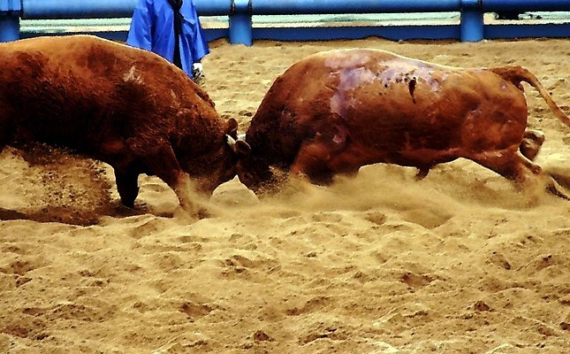 포토 JPG 동물 한국전통 모래 두마리 이벤트 경기 사람없음 울타리 축제 전통놀이 가축 소 황소 싸움 민속 전통행사 소싸움 세시풍속 국내포토 전통 스포츠 2 포유류 모션 놀이 한국 담장 파일형식