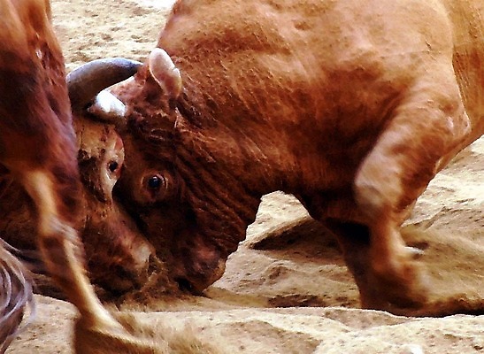 포토 JPG 동물 한국전통 모래 두마리 뿔 이벤트 경기 사람없음 축제 전통놀이 가축 소 황소 싸움 민속 소뿔 전통행사 소싸움 세시풍속 국내포토 전통 스포츠 2 포유류 모션 놀이 한국 파일형식