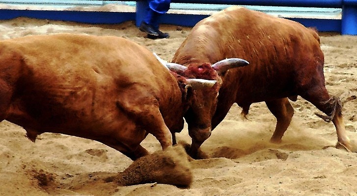 포토 JPG 동물 한국전통 모래 두마리 이벤트 경기 사람없음 축제 전통놀이 가축 소 황소 싸움 민속 전통행사 소싸움 세시풍속 국내포토 전통 스포츠 2 포유류 모션 놀이 한국 파일형식