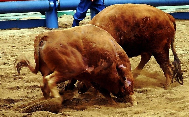 포토 JPG 동물 한국전통 모래 두마리 이벤트 경기 사람없음 울타리 축제 전통놀이 가축 소 황소 싸움 민속 전통행사 소싸움 세시풍속 국내포토 전통 스포츠 2 포유류 모션 놀이 한국 담장 파일형식