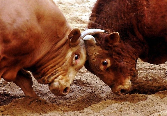 포토 JPG 동물 한국전통 모래 두마리 뿔 이벤트 경기 사람없음 축제 전통놀이 가축 소 황소 싸움 민속 소뿔 전통행사 소싸움 세시풍속 국내포토 전통 스포츠 2 포유류 모션 놀이 한국 파일형식
