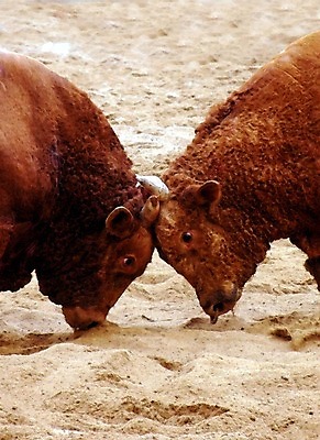 포토 JPG 동물 한국전통 모래 두마리 이벤트 경기 사람없음 축제 전통놀이 가축 소 황소 싸움 민속 전통행사 소싸움 세시풍속 국내포토 전통 스포츠 2 포유류 모션 놀이 한국 파일형식