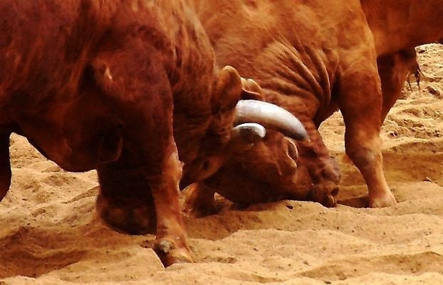 포토 JPG 동물 한국전통 모래 두마리 뿔 이벤트 경기 사람없음 축제 전통놀이 가축 소 황소 싸움 민속 소뿔 전통행사 소싸움 세시풍속 국내포토 전통 스포츠 2 포유류 모션 놀이 한국 파일형식