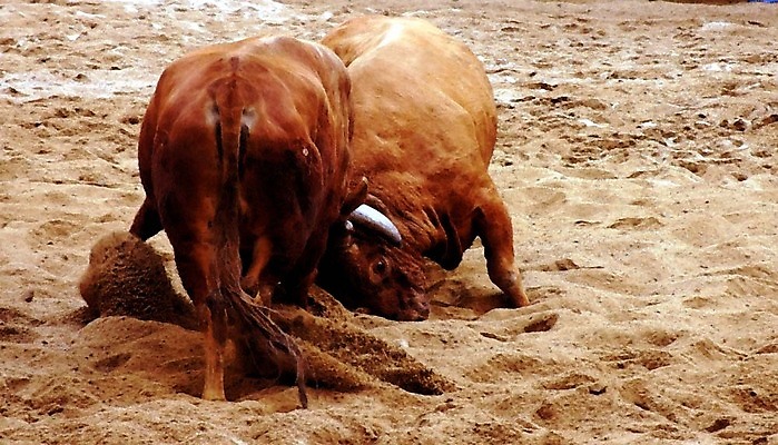 포토 JPG 동물 한국전통 모래 두마리 이벤트 경기 사람없음 축제 전통놀이 가축 소 황소 싸움 민속 전통행사 소싸움 세시풍속 국내포토 전통 스포츠 2 포유류 모션 놀이 한국 파일형식