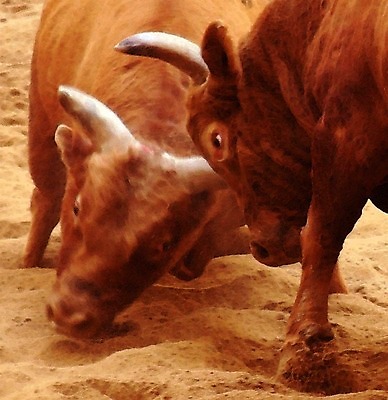 포토 JPG 동물 한국전통 모래 두마리 뿔 이벤트 경기 사람없음 축제 전통놀이 가축 소 황소 싸움 민속 소뿔 전통행사 소싸움 세시풍속 국내포토 전통 스포츠 2 포유류 모션 놀이 한국 파일형식
