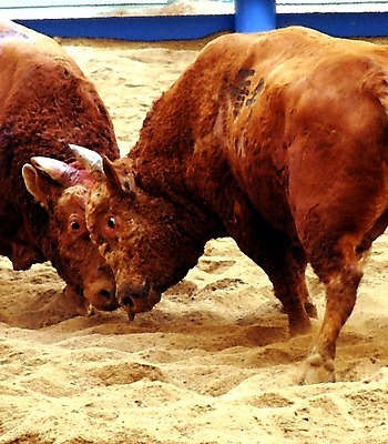 포토 JPG 동물 한국전통 모래 두마리 이벤트 경기 사람없음 축제 전통놀이 가축 소 황소 싸움 민속 전통행사 소싸움 세시풍속 국내포토 전통 스포츠 2 포유류 모션 놀이 한국 파일형식