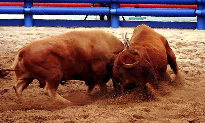 포토 JPG 동물 한국전통 모래 두마리 이벤트 경기 사람없음 울타리 축제 전통놀이 가축 소 황소 싸움 민속 전통행사 소싸움 세시풍속 국내포토 전통 스포츠 2 포유류 모션 놀이 한국 담장 파일형식