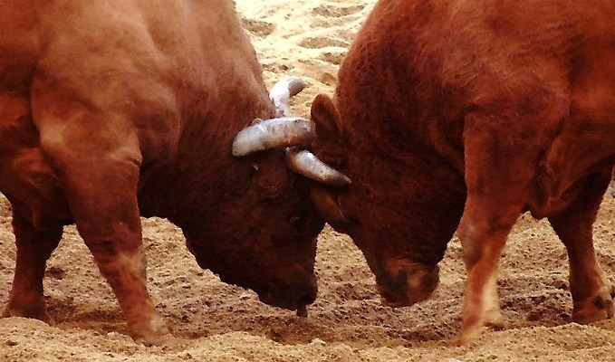포토 JPG 동물 한국전통 모래 두마리 뿔 이벤트 경기 사람없음 축제 전통놀이 가축 소 황소 싸움 민속 소뿔 전통행사 소싸움 세시풍속 국내포토 전통 스포츠 2 포유류 모션 놀이 한국 파일형식