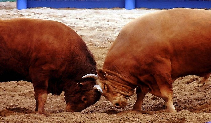 포토 JPG 동물 한국전통 모래 두마리 이벤트 경기 사람없음 축제 전통놀이 가축 소 황소 싸움 민속 전통행사 소싸움 세시풍속 국내포토 전통 스포츠 2 포유류 모션 놀이 한국 파일형식