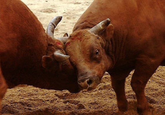 포토 JPG 동물 한국전통 모래 두마리 뿔 이벤트 경기 사람없음 축제 전통놀이 가축 소 황소 싸움 민속 소뿔 전통행사 소싸움 세시풍속 국내포토 전통 스포츠 2 포유류 모션 놀이 한국 파일형식