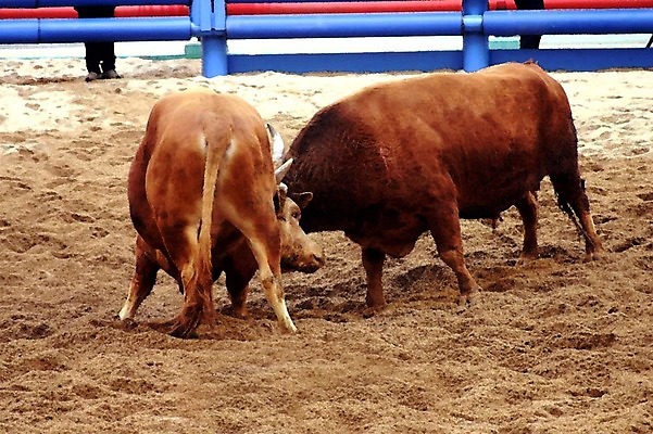 포토 JPG 동물 한국전통 모래 두마리 이벤트 경기 사람없음 울타리 축제 전통놀이 가축 소 황소 싸움 민속 전통행사 소싸움 세시풍속 국내포토 전통 스포츠 2 포유류 모션 놀이 한국 담장 파일형식