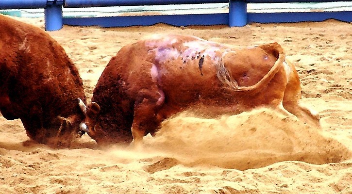 포토 JPG 동물 한국전통 모래 두마리 이벤트 경기 사람없음 울타리 축제 전통놀이 가축 소 황소 싸움 민속 전통행사 소싸움 세시풍속 국내포토 전통 스포츠 2 포유류 모션 놀이 한국 담장 파일형식