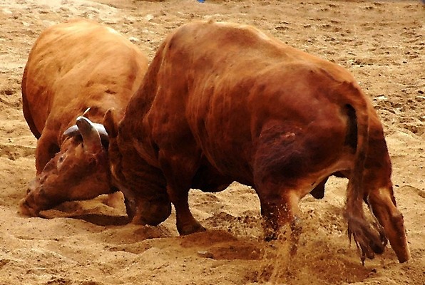 포토 JPG 동물 한국전통 모래 두마리 이벤트 경기 사람없음 축제 전통놀이 가축 소 황소 싸움 민속 전통행사 소싸움 세시풍속 국내포토 전통 스포츠 2 포유류 모션 놀이 한국 파일형식