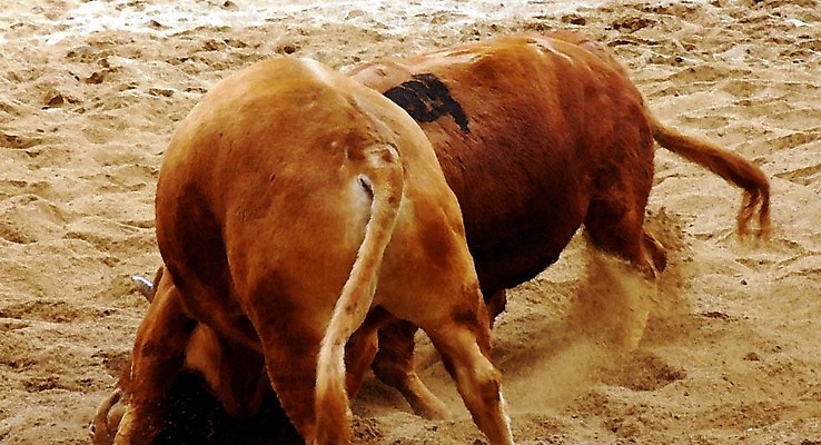 포토 JPG 동물 한국전통 모래 두마리 이벤트 경기 사람없음 축제 전통놀이 가축 소 황소 싸움 민속 전통행사 소싸움 세시풍속 국내포토 전통 스포츠 2 포유류 모션 놀이 한국 파일형식